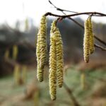 Haselnuss Blueten Allergie